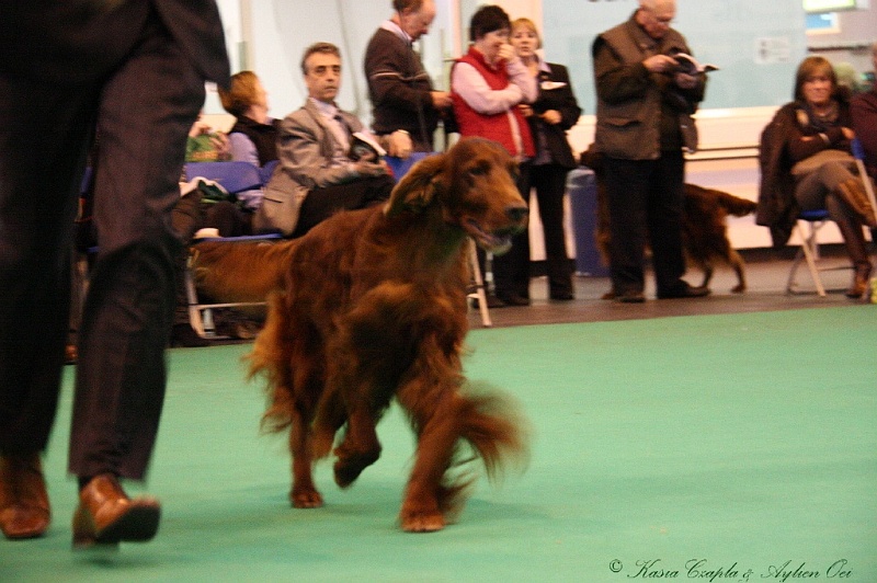 Crufts2011_2 168.jpg